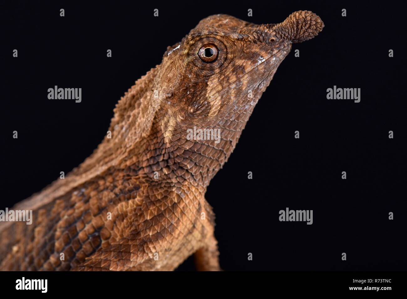 Blatt - gerochen Lizard (Ceratophora tennentii) Stockfoto