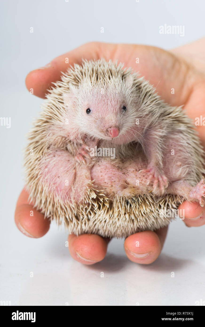 Kleiner Igel die Tenrec isoliert auf weißem Stockfoto