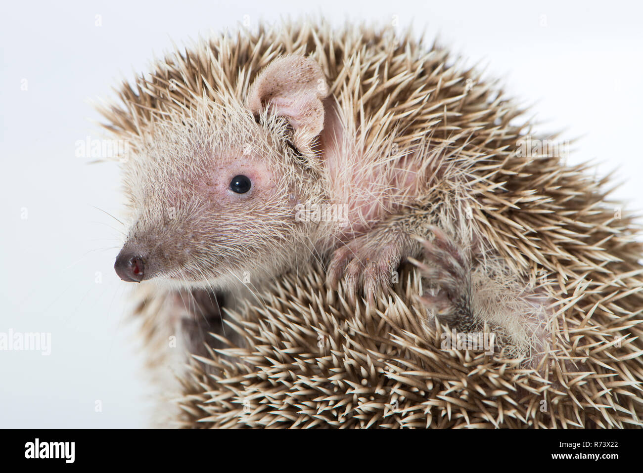 Kleiner Igel die Tenrec isoliert auf weißem Stockfoto