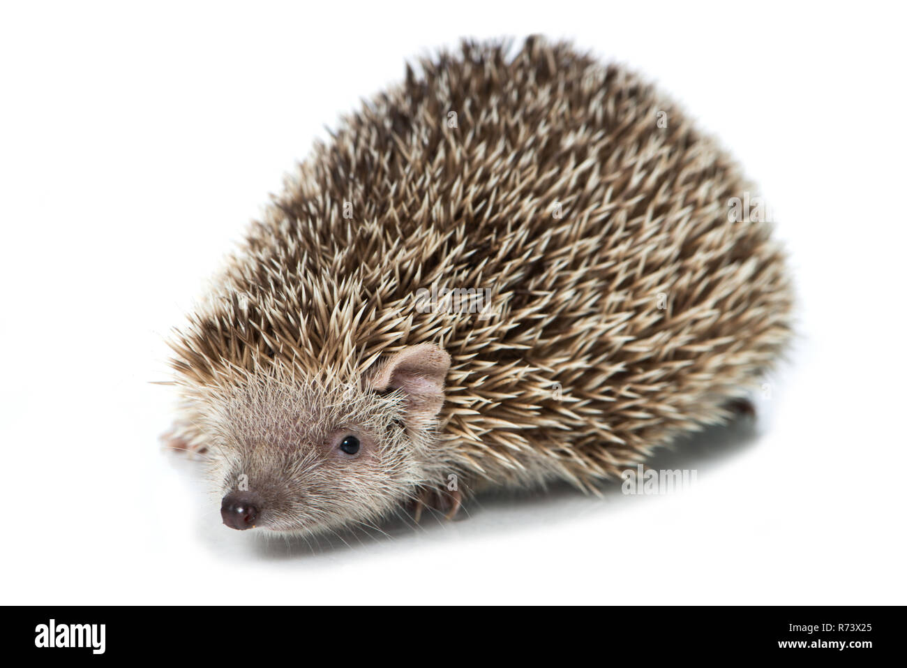Kleiner Igel die Tenrec isoliert auf weißem Stockfoto