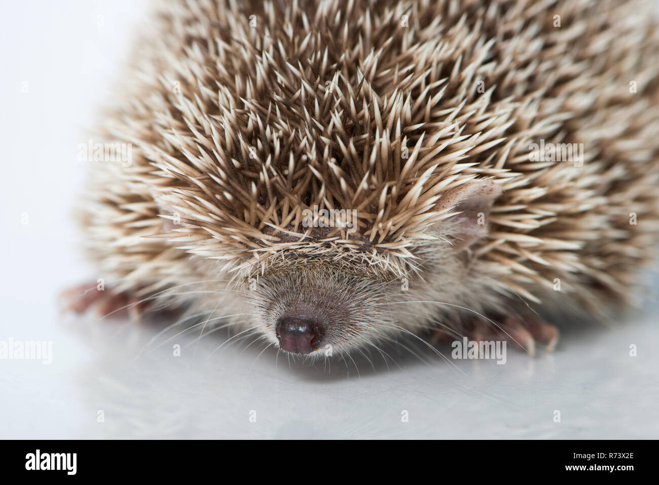 Kleiner Igel die Tenrec isoliert auf weißem Stockfoto