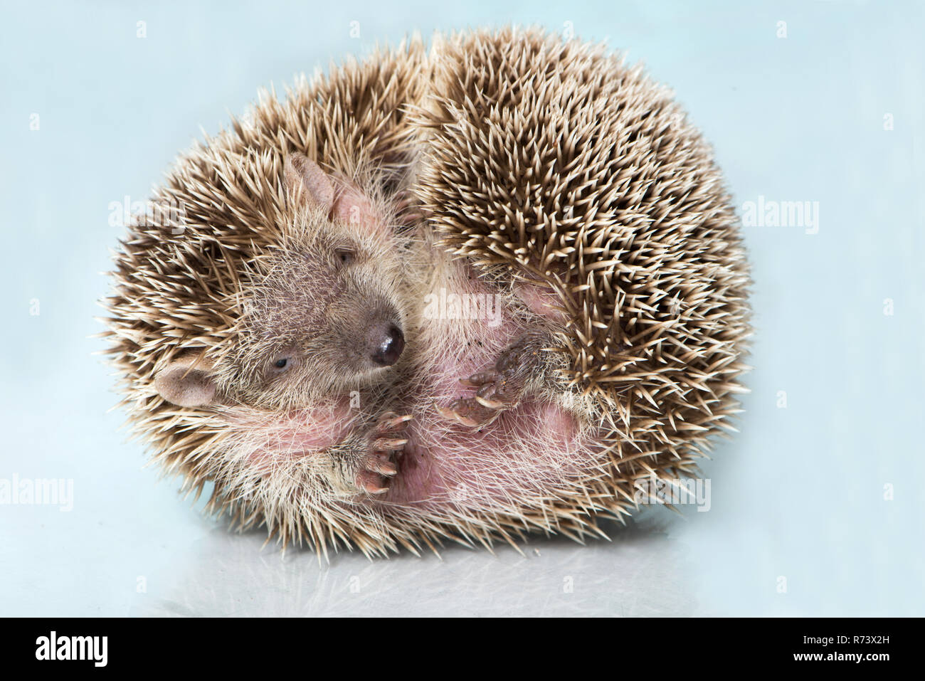 Kleiner Igel die Tenrec isoliert auf weißem Stockfoto