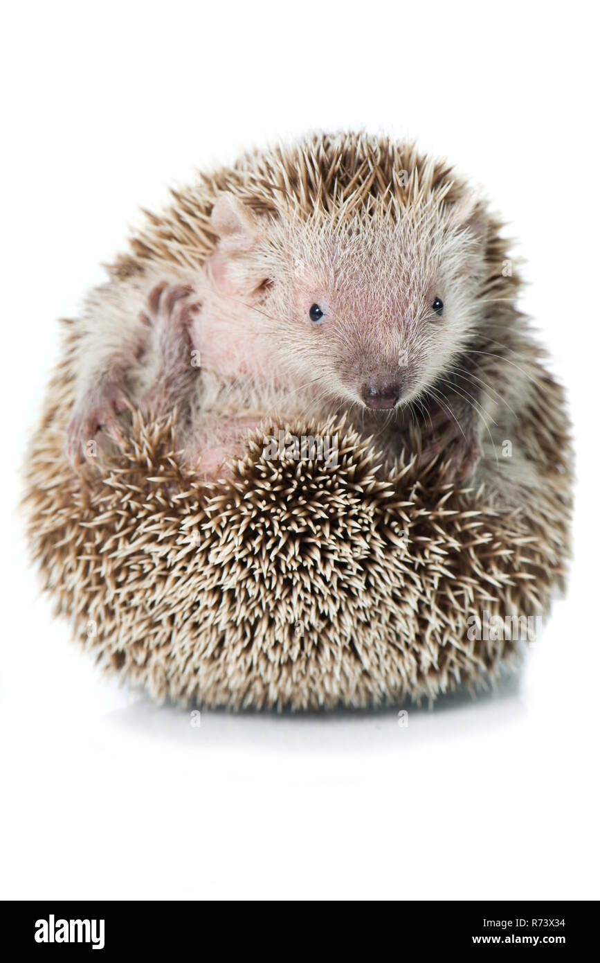 Kleiner Igel die Tenrec isoliert auf weißem Stockfoto