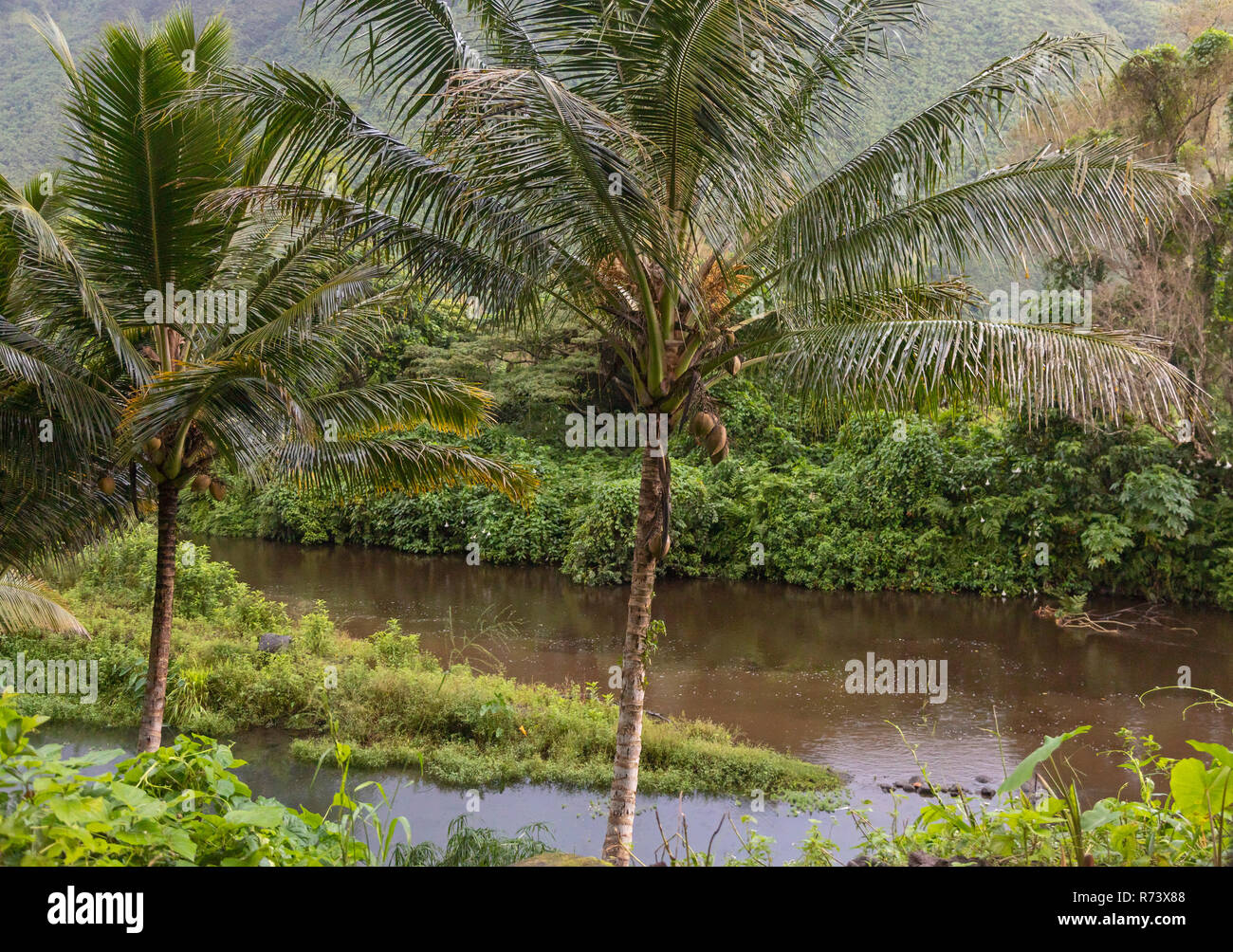 Kokosnuss Palmen im Waipi'o Tal auf der grossen Insel von Hawaii. Stockfoto