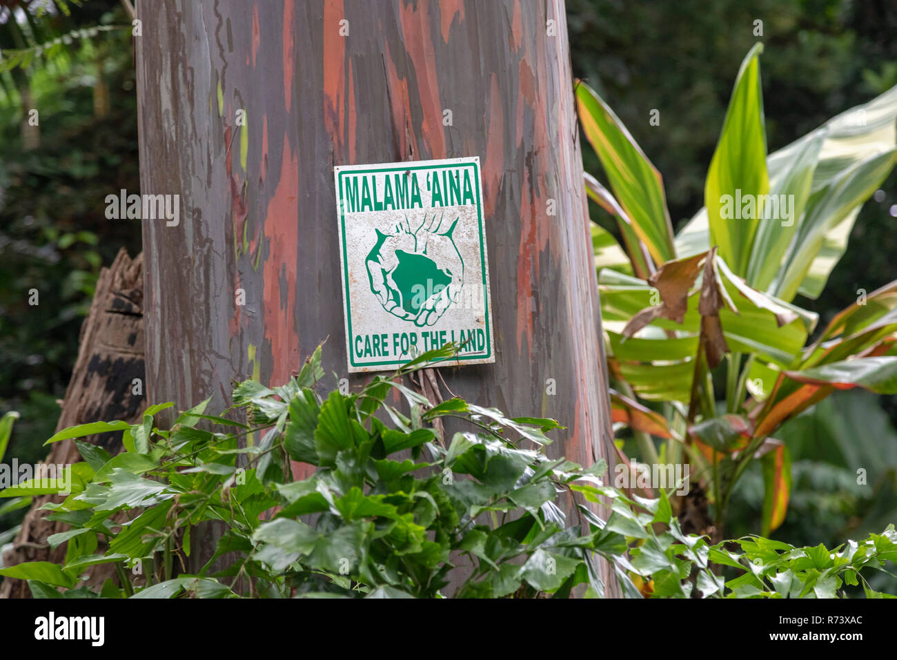 Ein Zeichen auf einem Regenbogen Eukalyptusbaum im Waipi'o Tal auf der grossen Insel von Hawaii fordert Menschen zu 'Pflege für das Land." Stockfoto