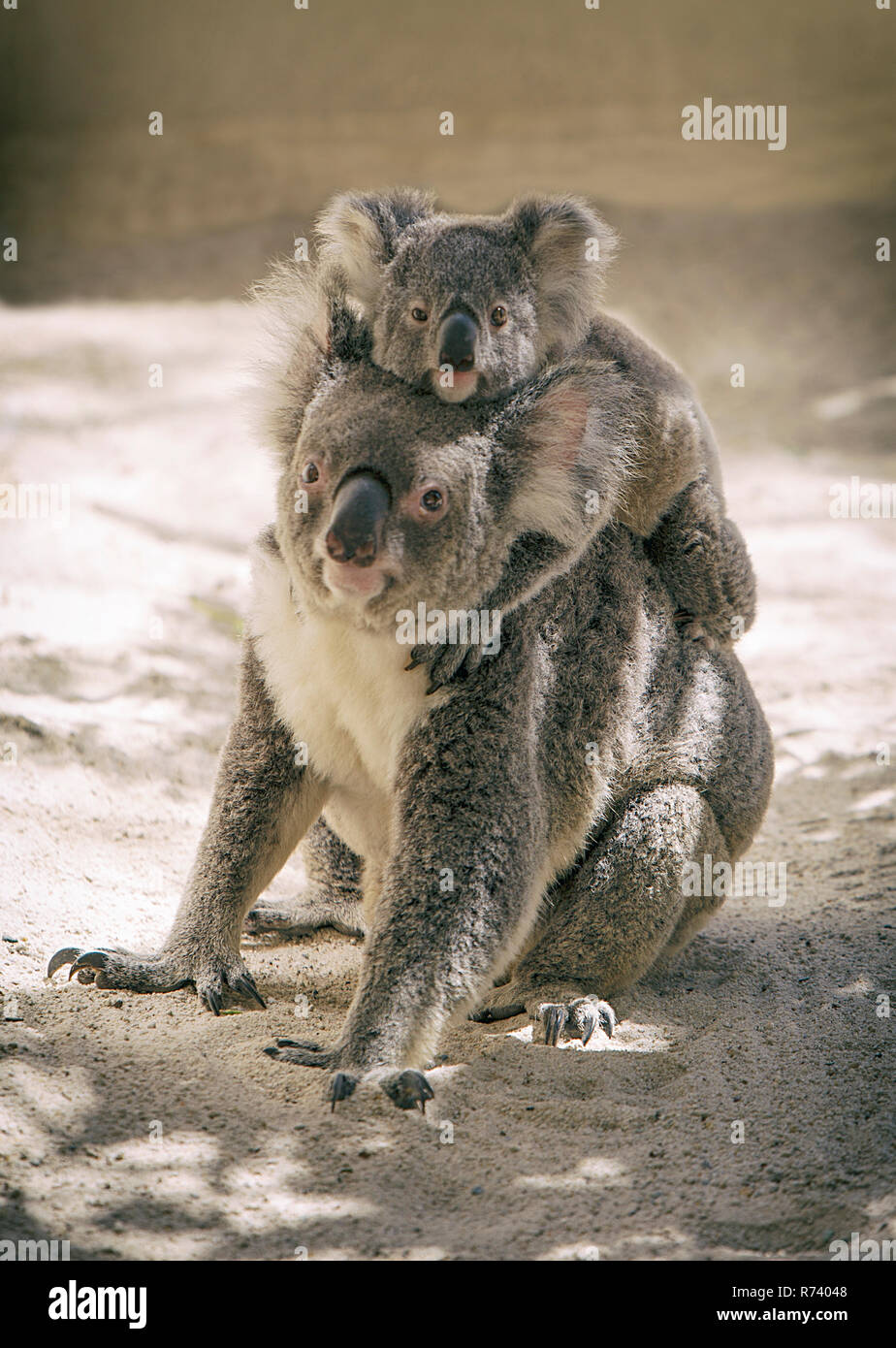 Baby koala kletterte auf der Rückseite des muttibär Stockfoto
