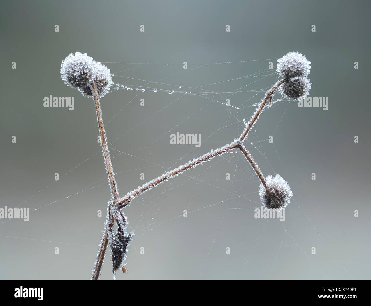 Hackmesser Samen (Galium aparine) in Frost im Winter morgens im Dezember fallen. Tipperary, Irland Stockfoto