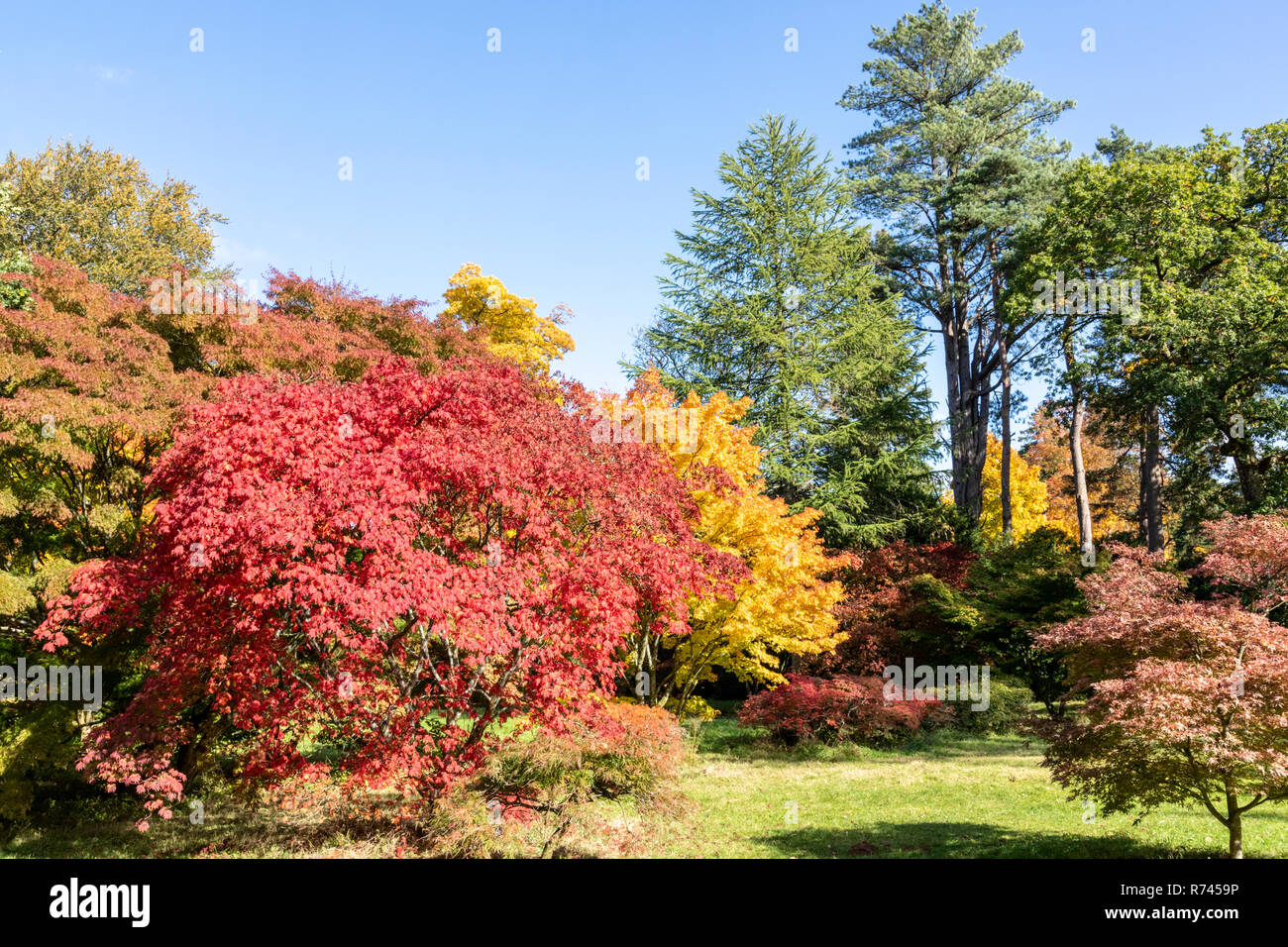 Herbst Farben bei Westonbirt Arboretum, Gloucestershire, Großbritannien Stockfoto