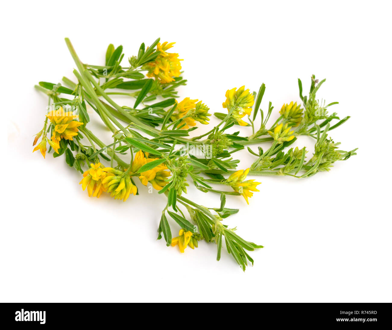 Medicago falcata, Luzerne, Medicago sativa, Luzern Stockfoto