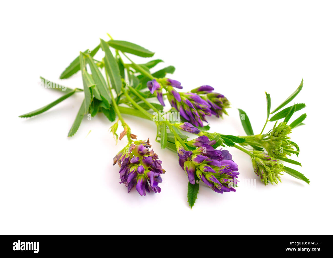 Medicago, Luzerne, Medicago sativa, Luzern. Auf weissem Hintergrund. Stockfoto