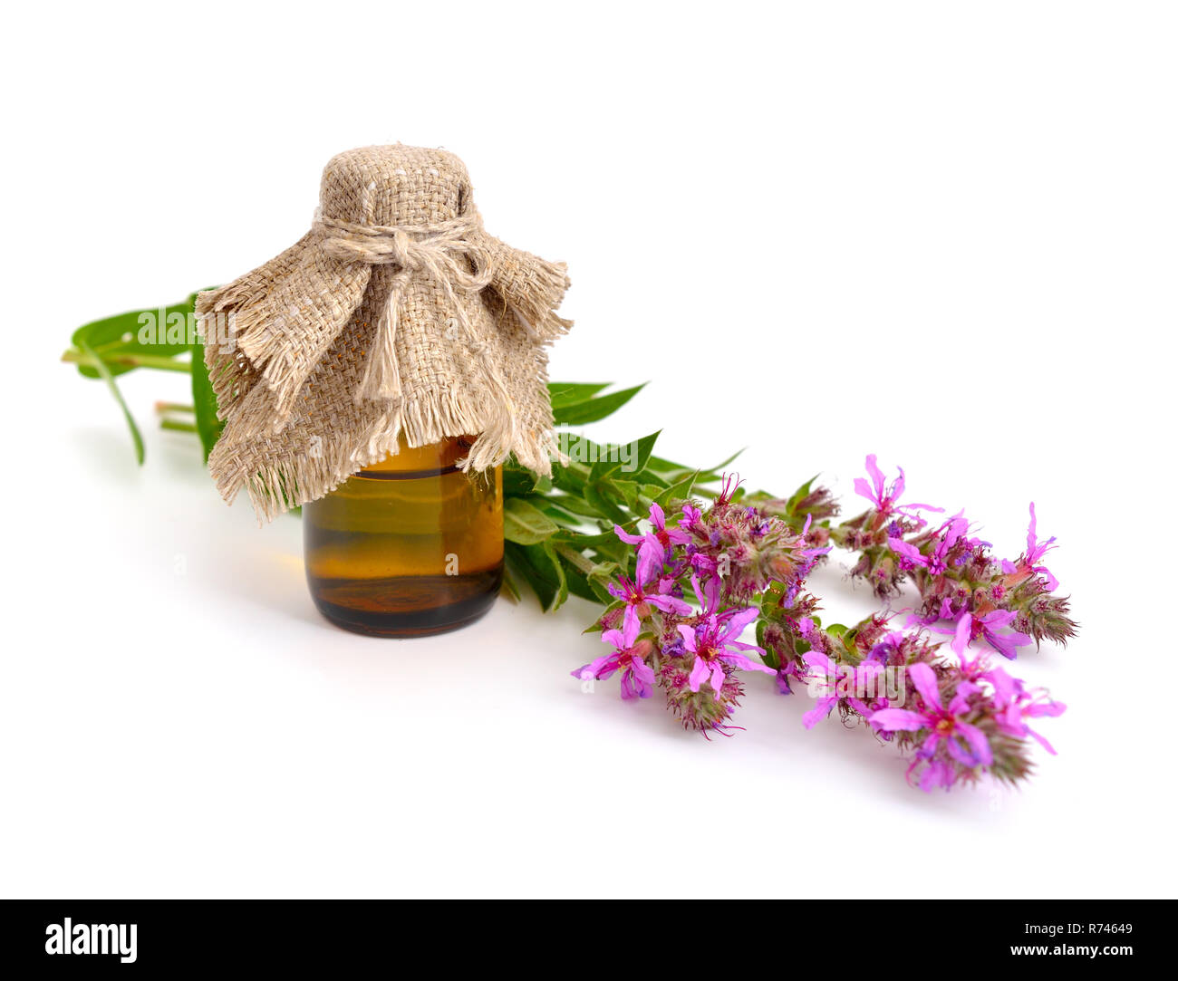 Lythrum salicaria, Blutweiderich, gespickt Felberich, oder lila Lythrum. Isoliert. Stockfoto