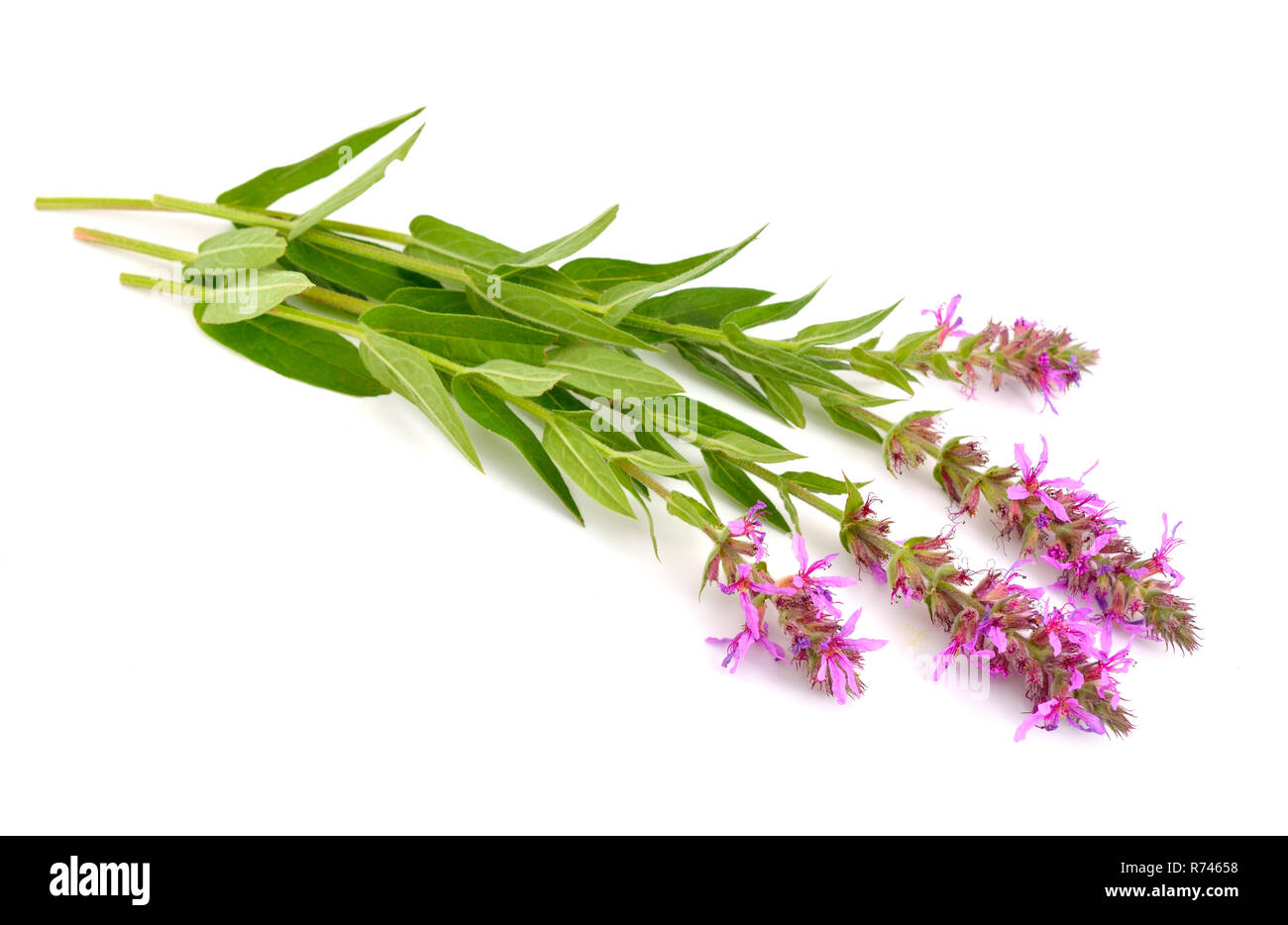 Lythrum salicaria, Blutweiderich, gespickt Felberich, oder lila Lythrum. Isoliert. Stockfoto