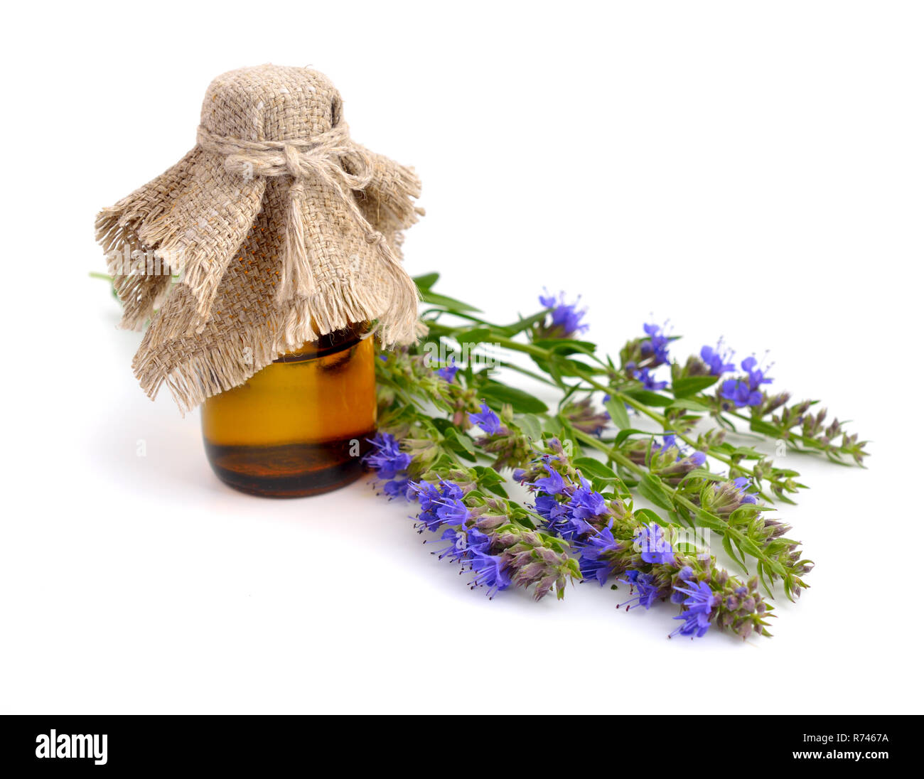 Oder ysop Hyssopus officinalis. Auf weissem Hintergrund. Stockfoto