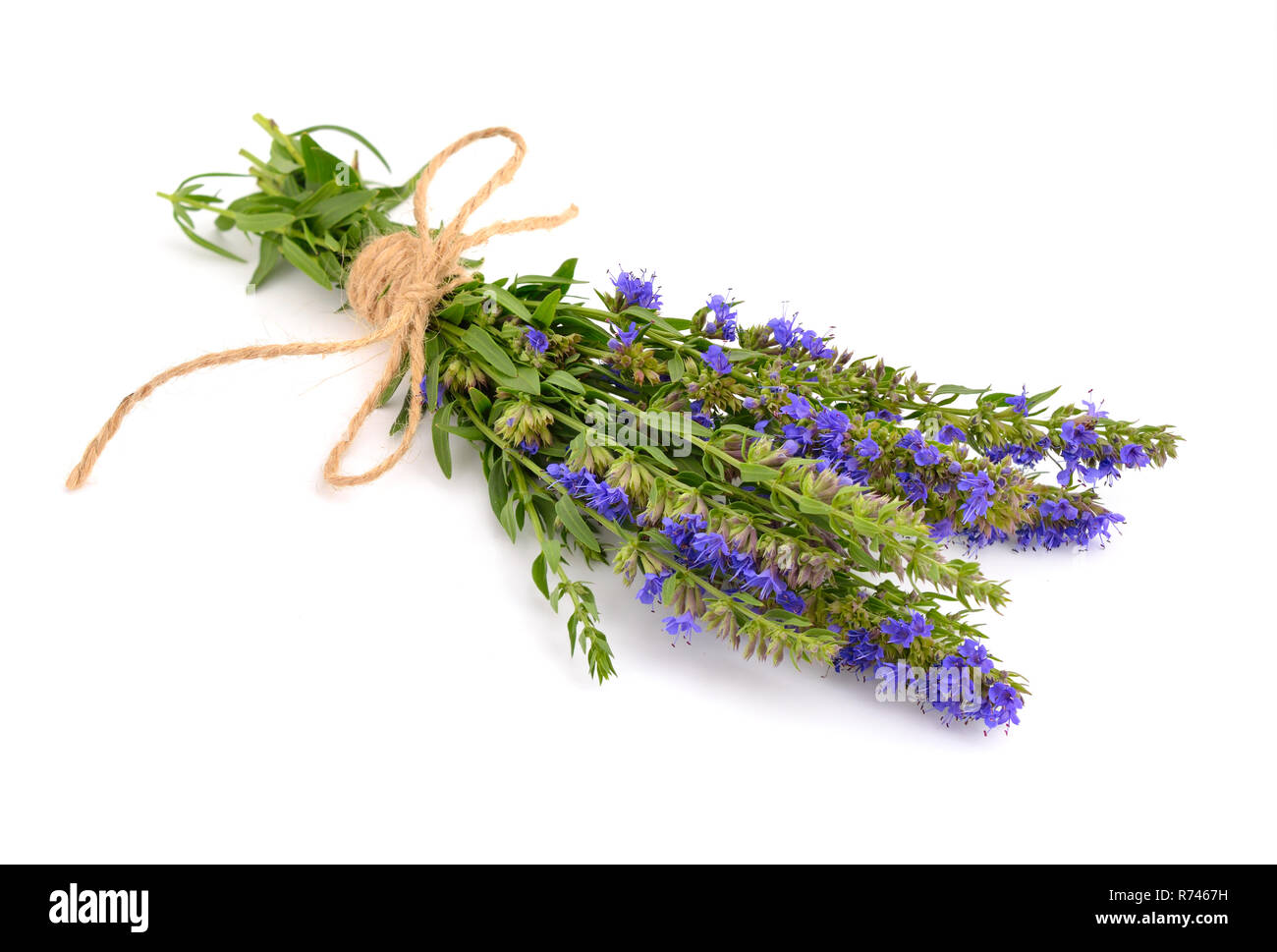 Oder ysop Hyssopus officinalis. Auf weissem Hintergrund. Stockfoto