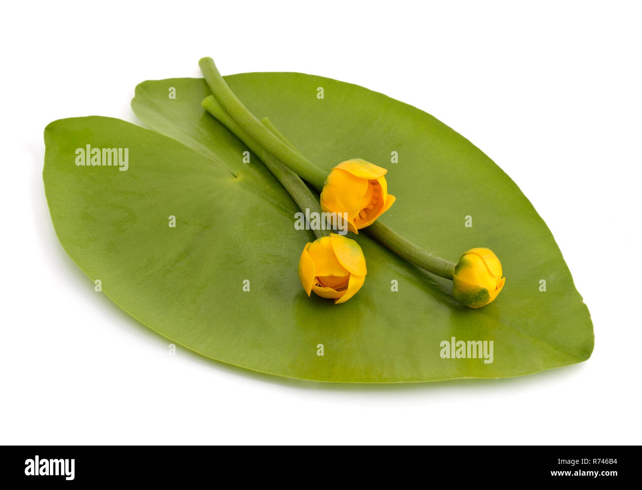 Brandy bottle lily Fotos und Bildmaterial in hoher Auflösung Alamy