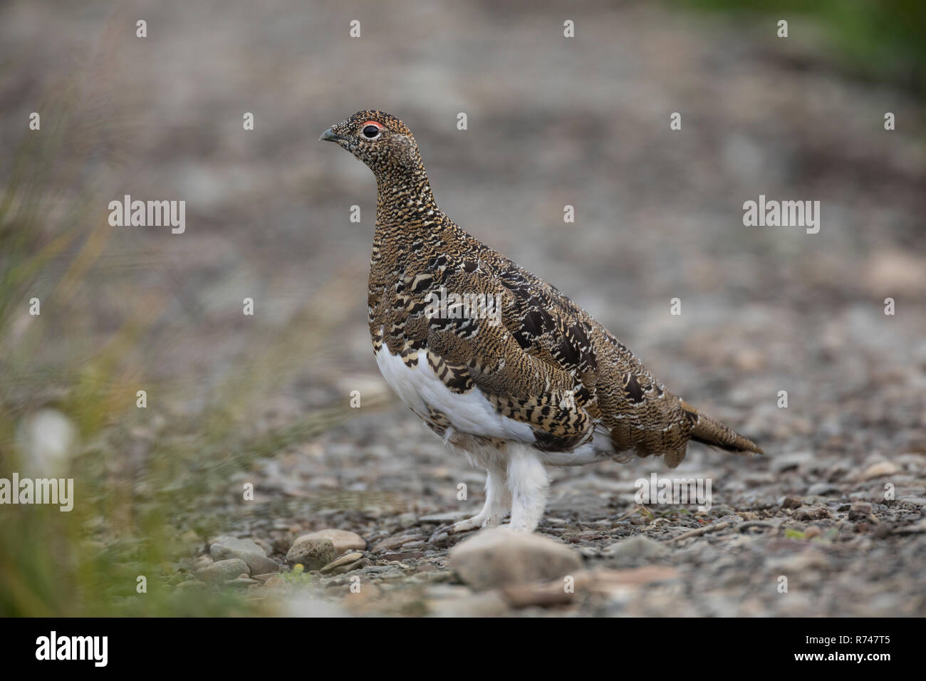 Alpen-Schneehuhn, Alpenschneehuhn, Schneehuhn, Lagopus Muta, Lagopus mutus, Schneehuhn, rock Ptarmigan, Le Lagopède alpin Stockfoto