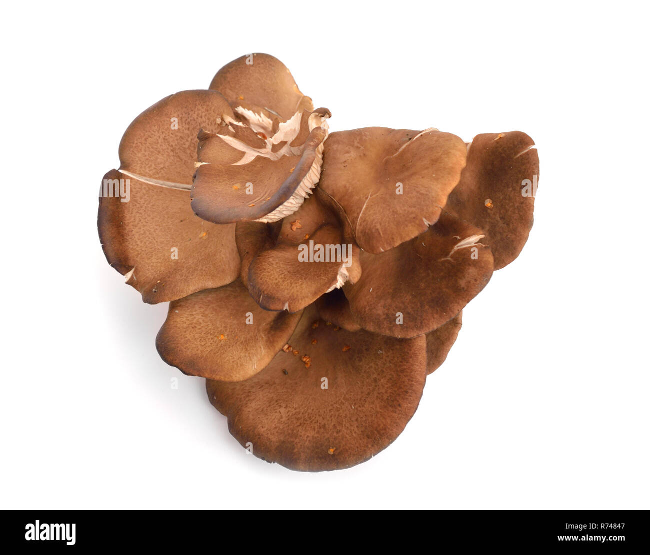 Pleurotus ostreatus, der Oyster mushroom, ist ein gemeinsames genießbare Pilz. Isoliert. Stockfoto