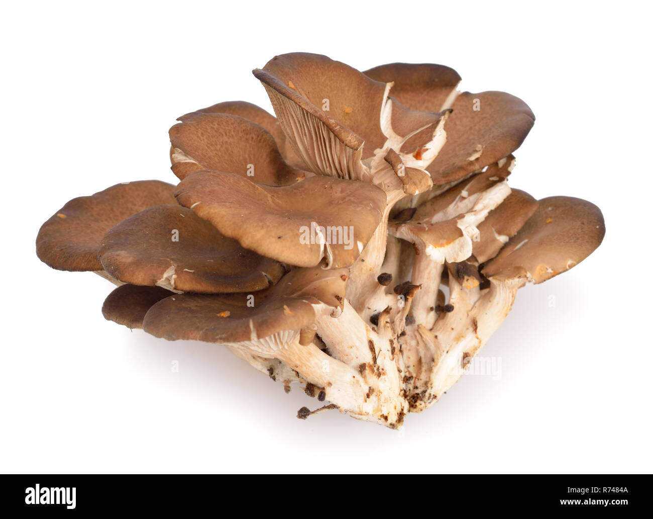 Pleurotus ostreatus, der Oyster mushroom, ist ein gemeinsames genießbare Pilz. Isoliert. Stockfoto
