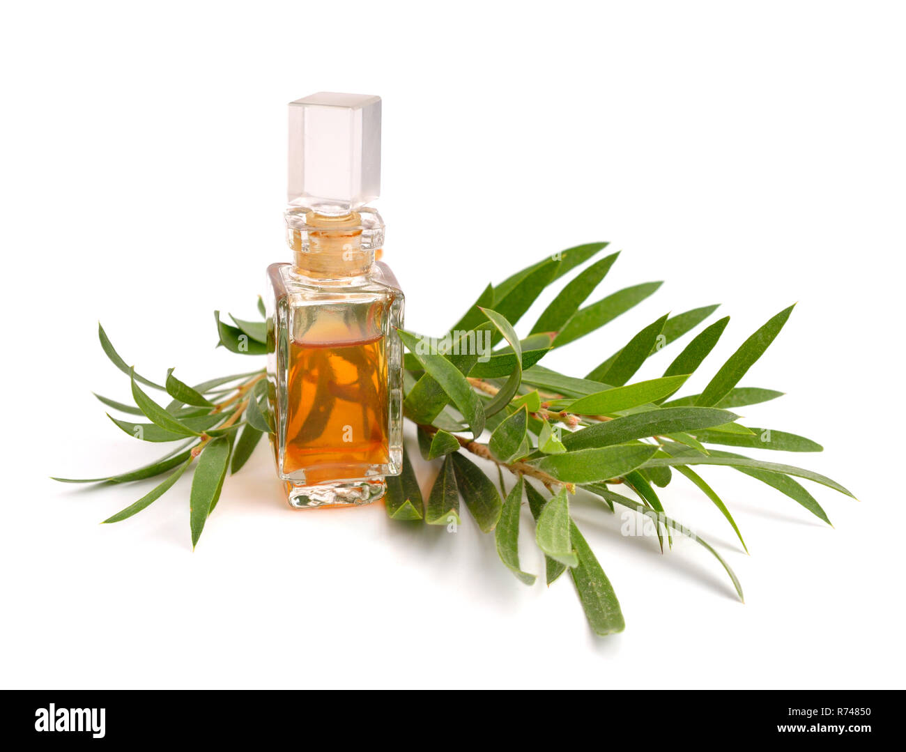 Melaleuca ätherisches Öl in der pharmazeutischen Fläschchen mit Zweigen. Auf weissem Hintergrund. Stockfoto