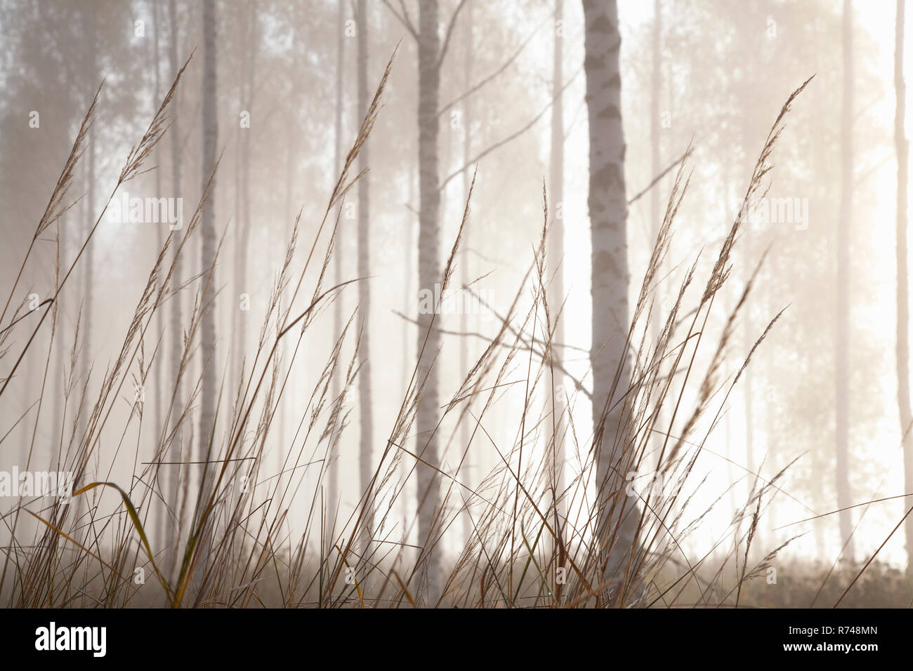 Woodland Gräser und Baumstämme im Nebel, Lohja, Südfinnland, Finnland Stockfoto