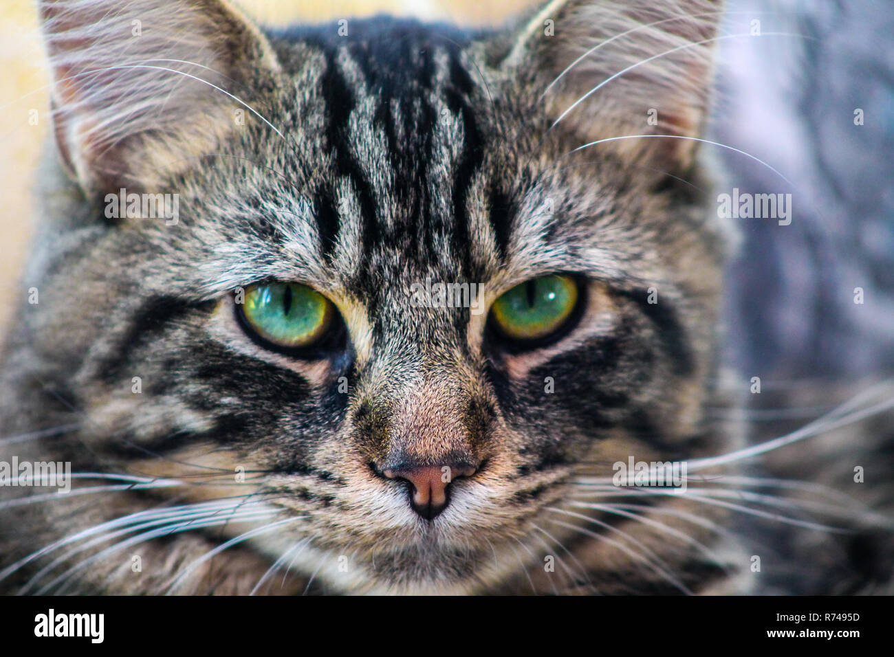 Nahaufnahme der Hauskatze Felis catus mit grünen Augen Stockfoto