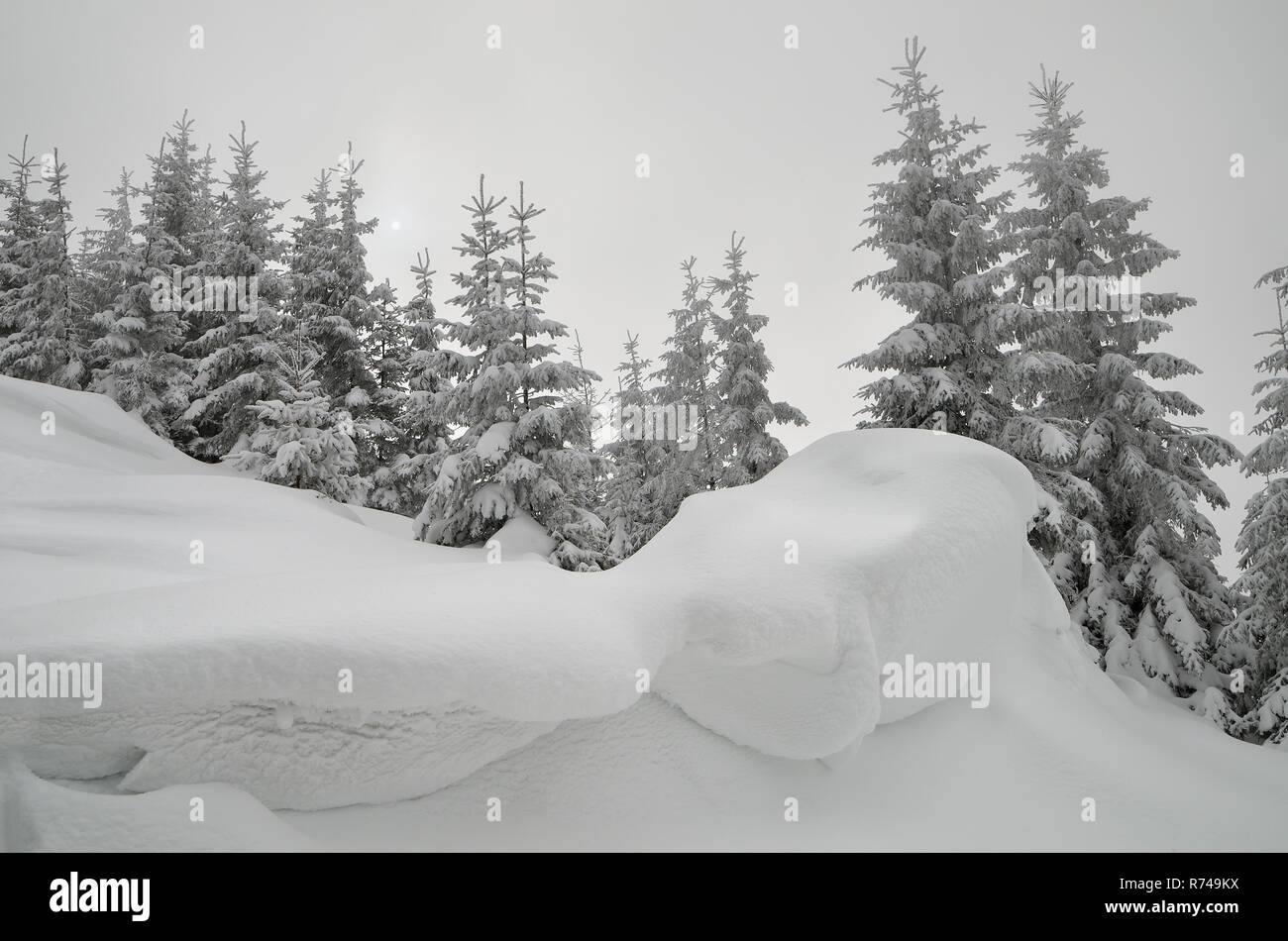 Weihnachten anzeigen. Verschneite Wälder in den Bergen. Landschaft in Grautönen bewölkten Tag. Scheint die Sonne durch die Wolken. Karpaten, Ukraine, E Stockfoto Weihnachten anzeigen. Verschneite Wälder in den Bergen. Landschaft in Grautönen bewölkten Tag. Scheint die Sonne durch die Wolken. Karpaten, Ukraine, E Stockfoto