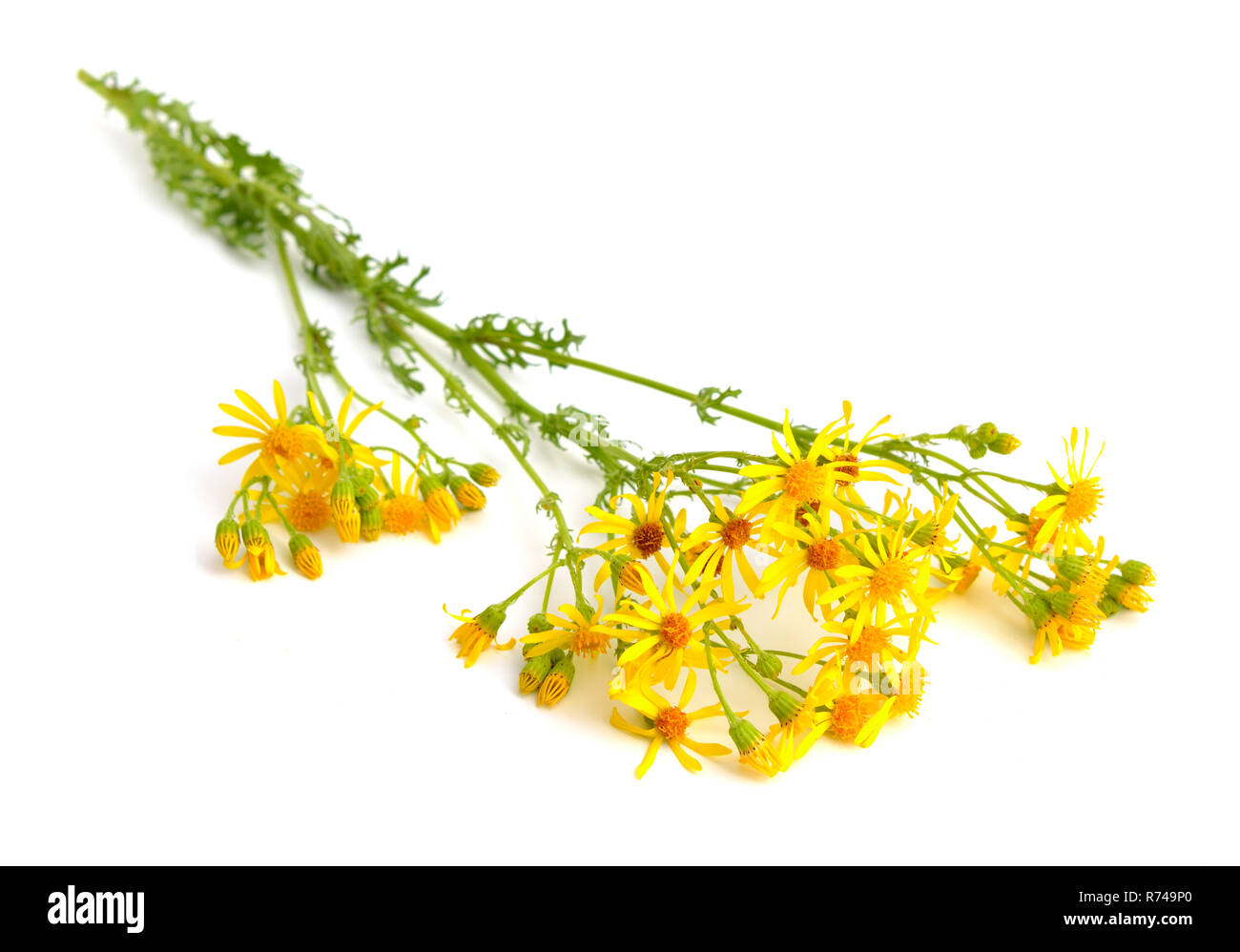 Extensa vulgaris, Cardamine pratensis, ragwort, common ragwort, stinkenden Willie, Tansy ragwort, benweed, St. James - Johanniskraut, ragweed, stinkenden Nanny/ninny/w Stockfoto