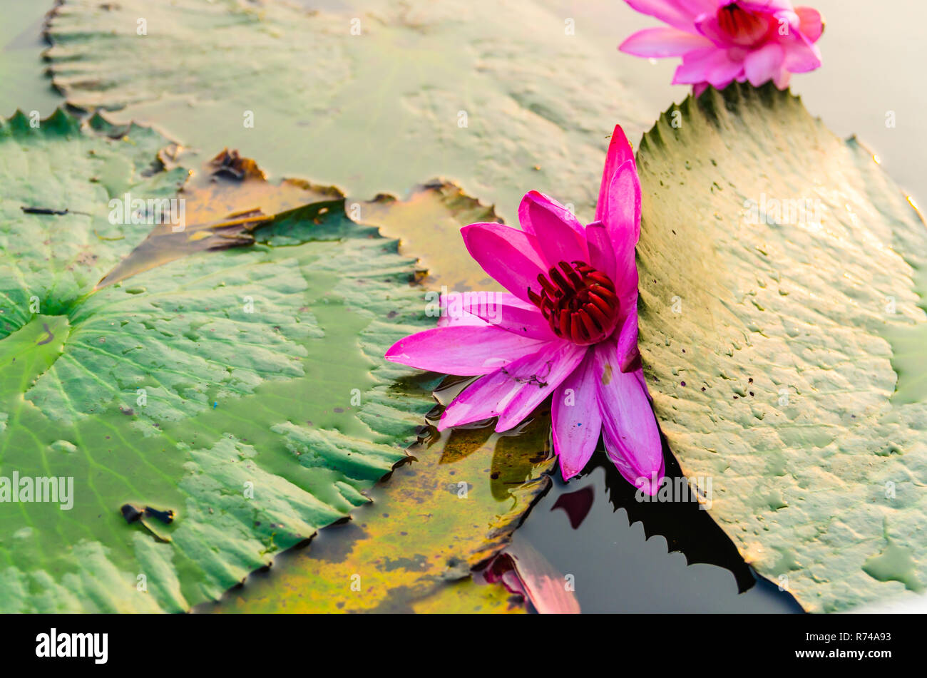 Nahaufnahme von einem Lotus in Wasser, Rot Lotus Lake (Talay Bua Daeng), Kumphawapi, Udon Thani, Thailand Stockfoto