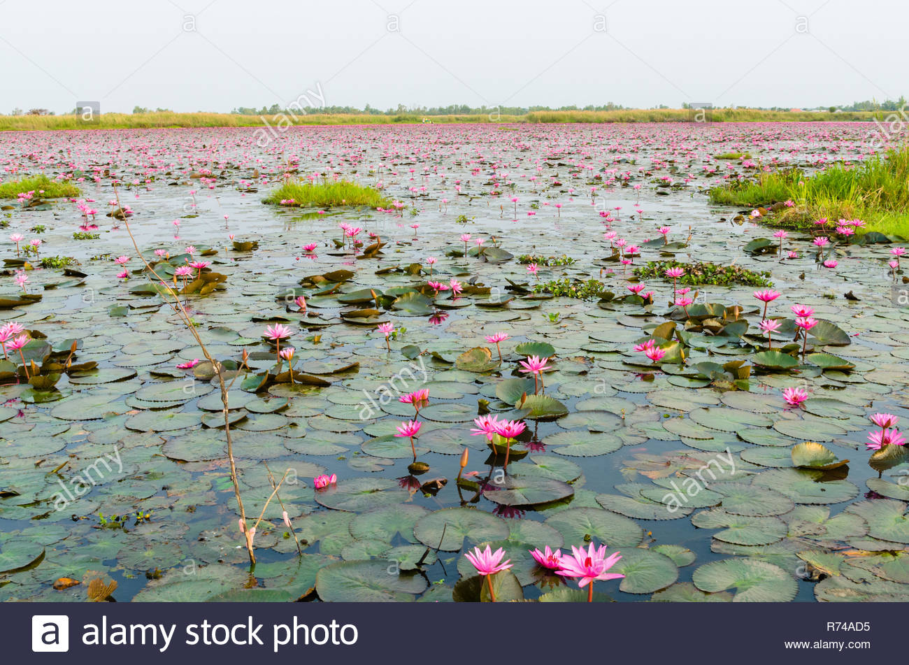 Red Lotus Lake Talay Bua Daeng Kumphawapi Udon Thani Thailand Stockfotografie Alamy