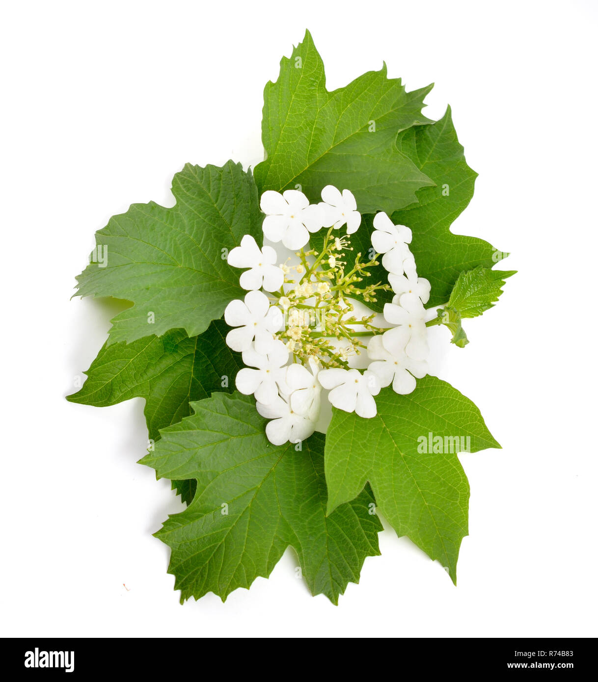 Viburnum (Gefüllte Schneeball-rose) Blüte. Stockfoto