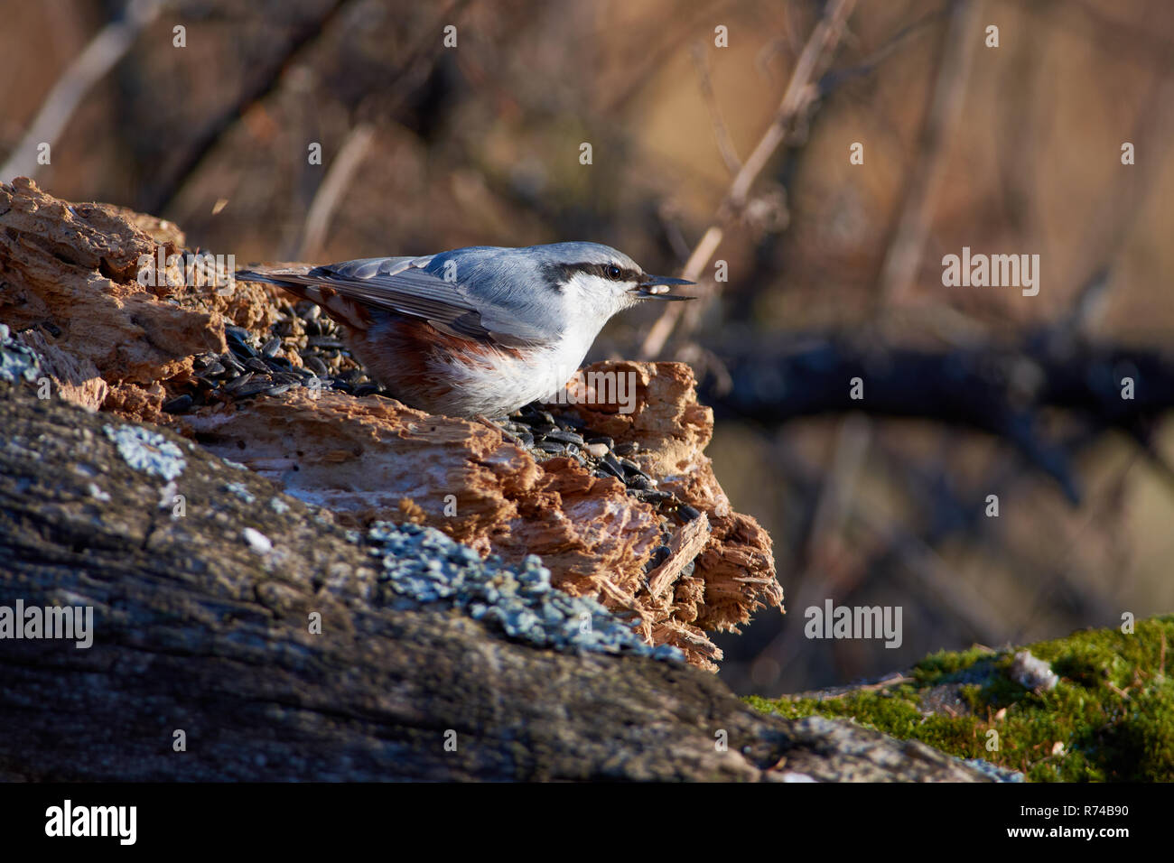 Eurasischen Kleiber (Holz Kleiber) sitzt auf einem Baumstamm mit einem Samen in seinem Schnabel im Herbst Forest Park. Stockfoto