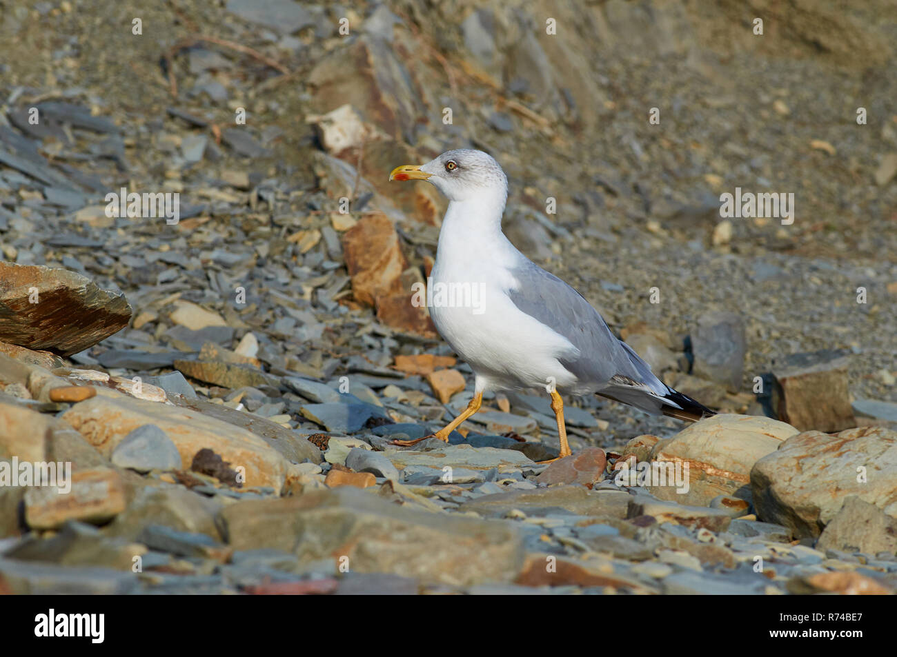 Yellow-legged Gull (Larus michahellis) Spaziergänge entlang der steinigen Küste auf der Suche nach Nahrung. Stockfoto