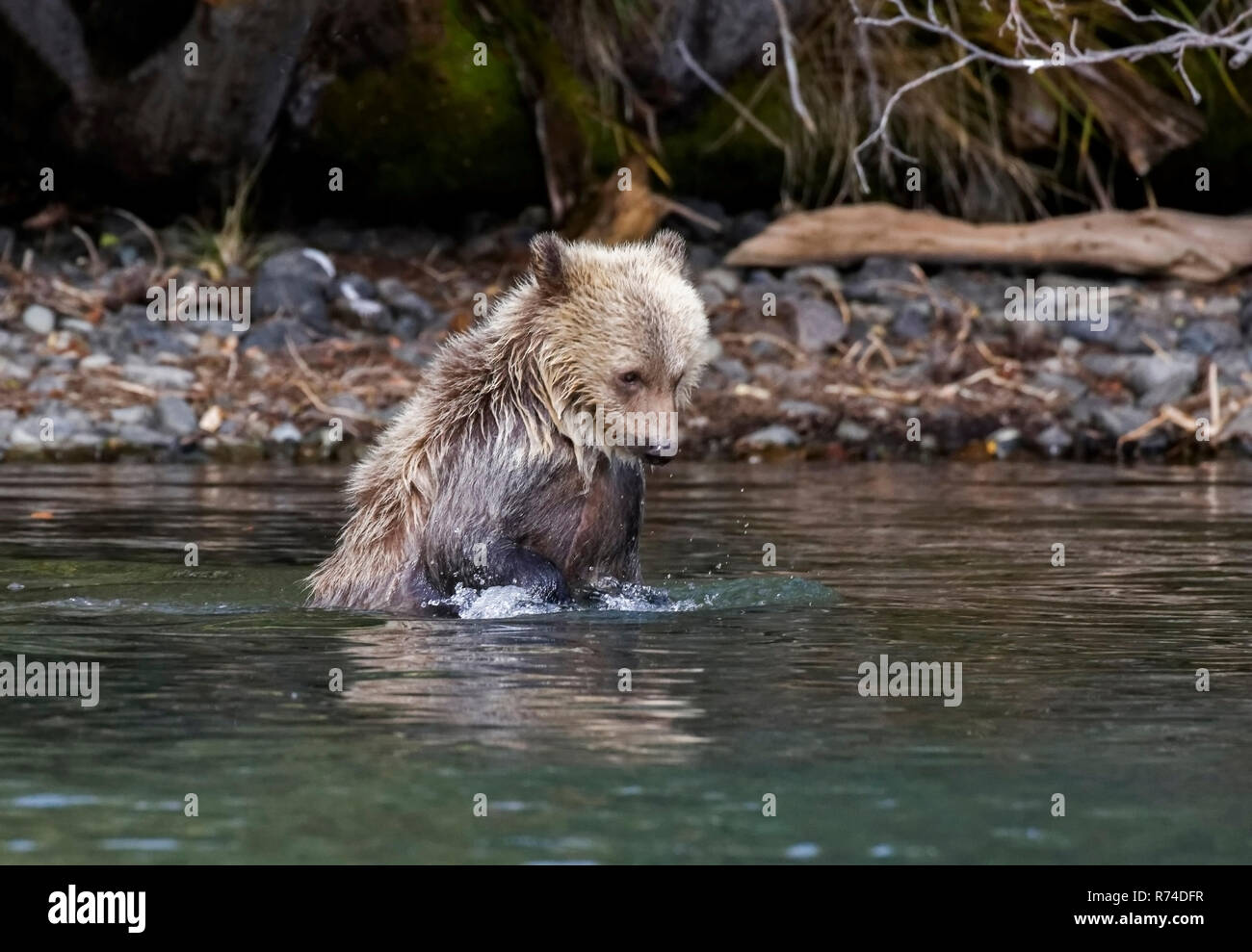 Mutter Grizzly und Cub beobachten River Stockfoto
