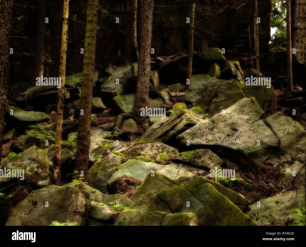 Felsbrocken im Wald Stockfoto