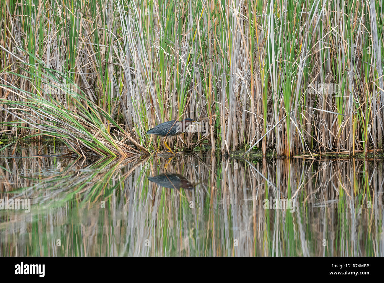 Green Heron (Butorides Virescens) im Stand der Rohrkolben, MN, USA, von Dominique Braud/Dembinsky Foto Assoc Stockfoto