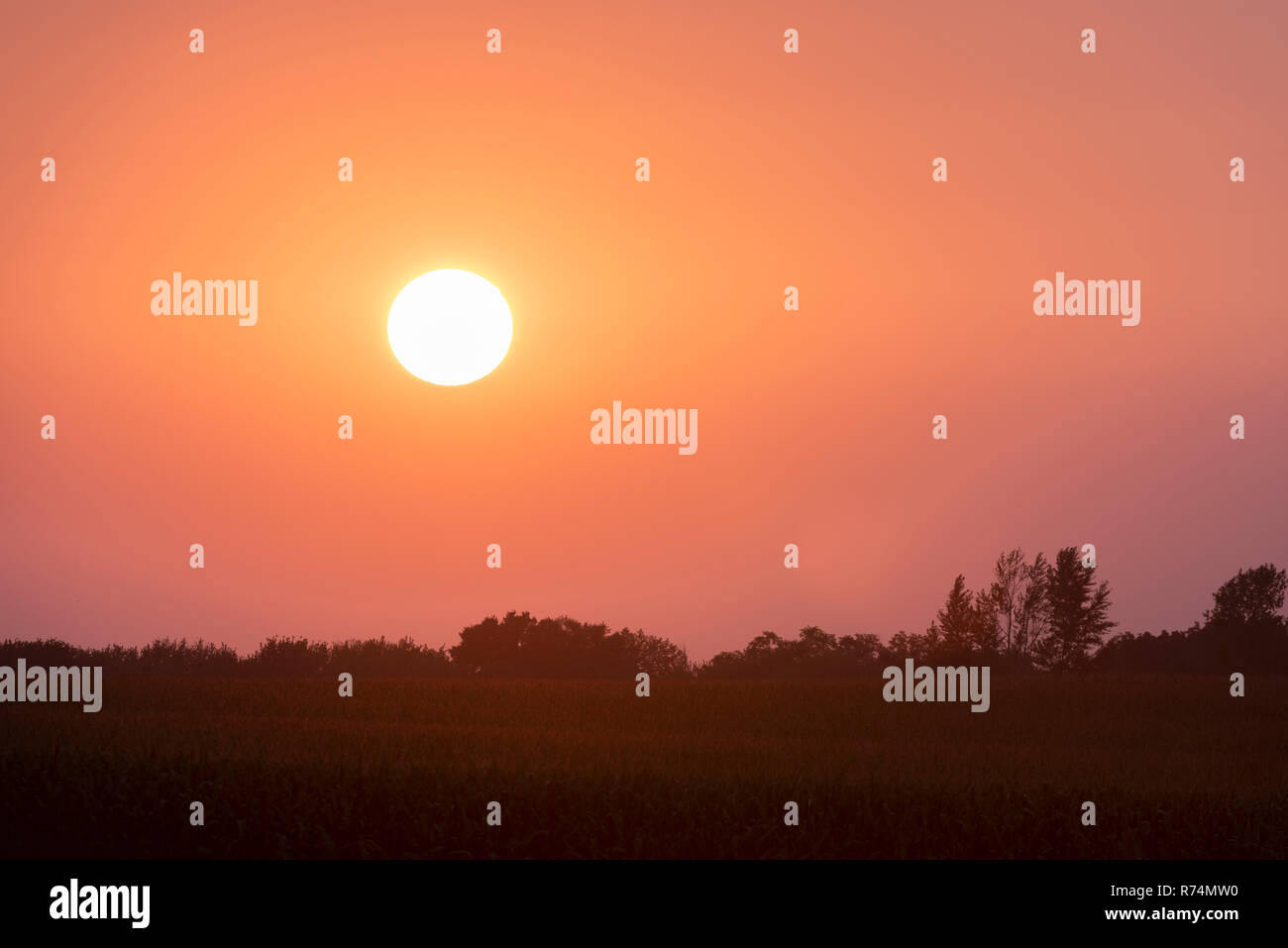 Sonnenuntergang, Ackerland, Spätsommer, Dakota County, MN, USA, von Dominique Braud/Dembinsky Foto Assoc Stockfoto