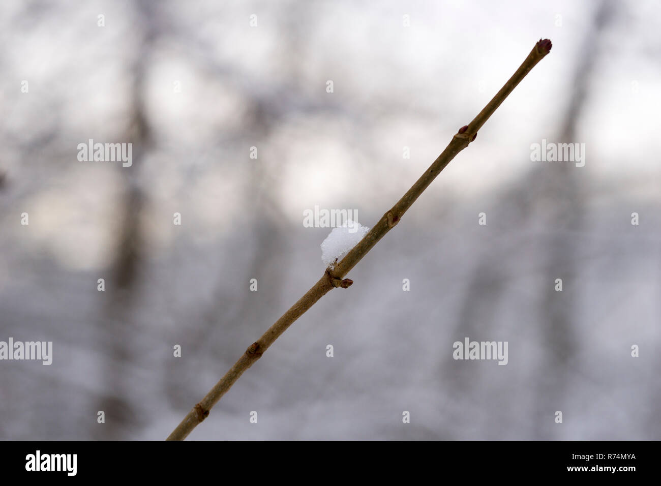 In der Nähe von Schnee auf Äste/Zweige im Wald. Stockfoto