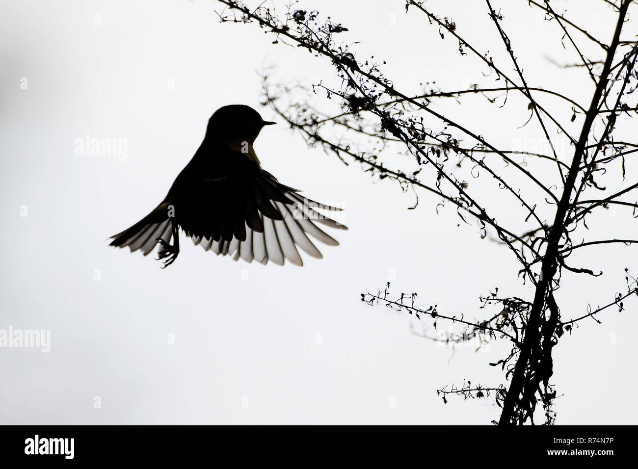 Ruby - gekrönte kinglet Flug Silhouette im Herbst Migration Stockfoto