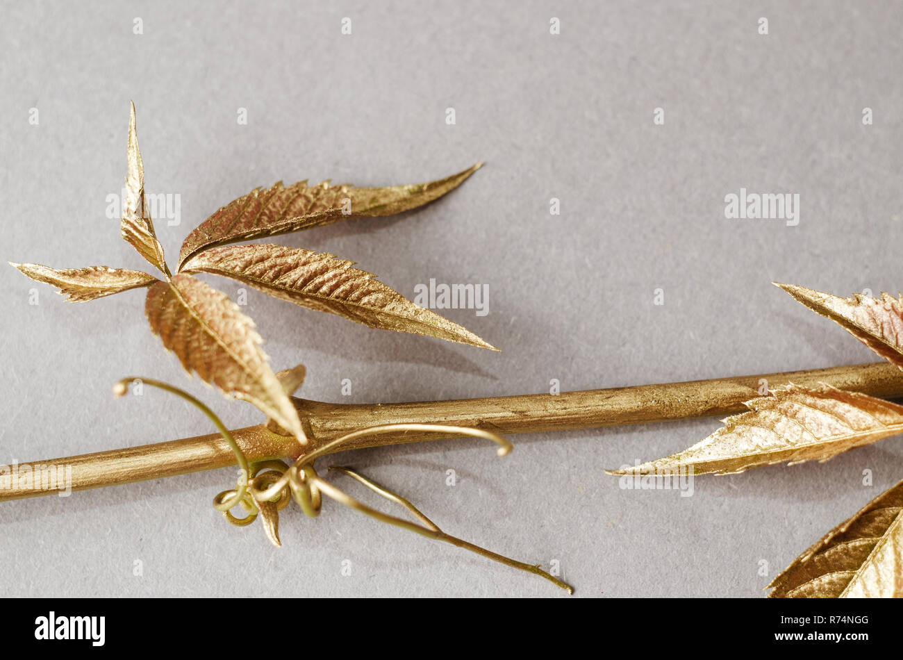 Wilden Trauben Blätter in Gold bemalt. Konzept noch Leben auf grauem Hintergrund. Stockfoto