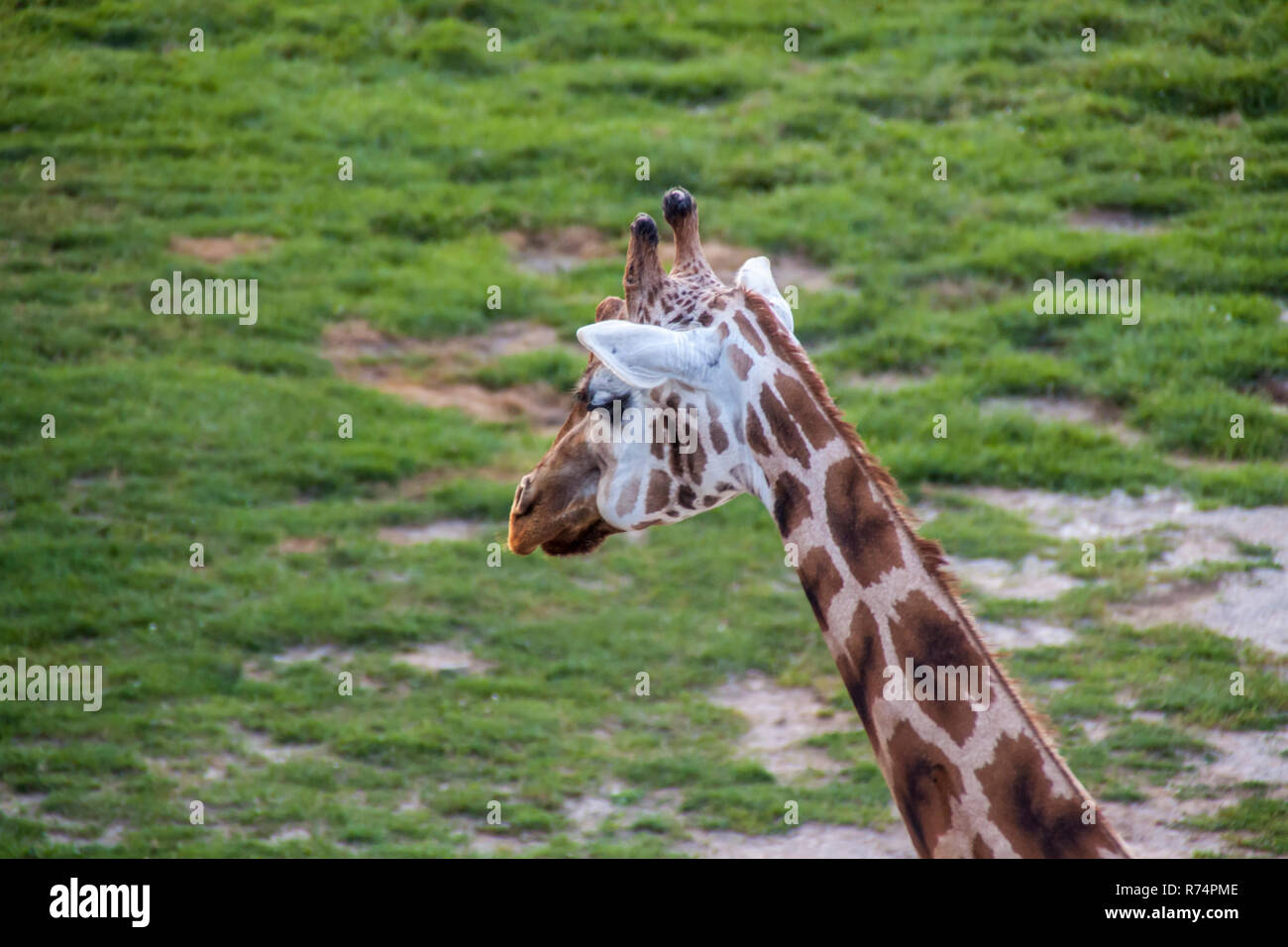 Majestic Giraffen in freier Wildbahn Stockfoto