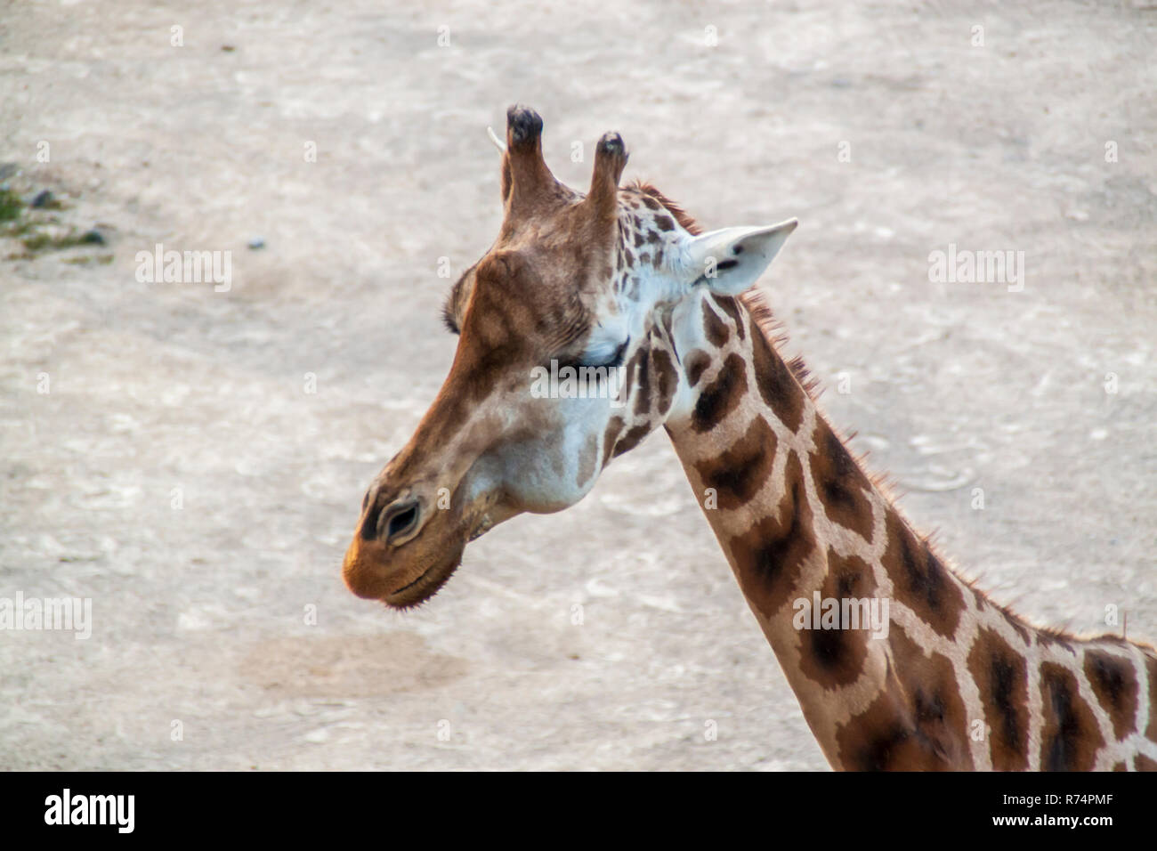 Majestic Giraffen in freier Wildbahn Stockfoto