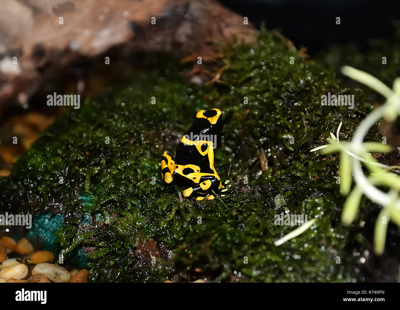 Pfeilgiftfrosch Venom/Gelb gebändert Poison dart Frog - auch Gelb vorangegangen Poison dart Frog und Bumblebee poison dart Standortwahl auf Grün mos bekannt Stockfoto