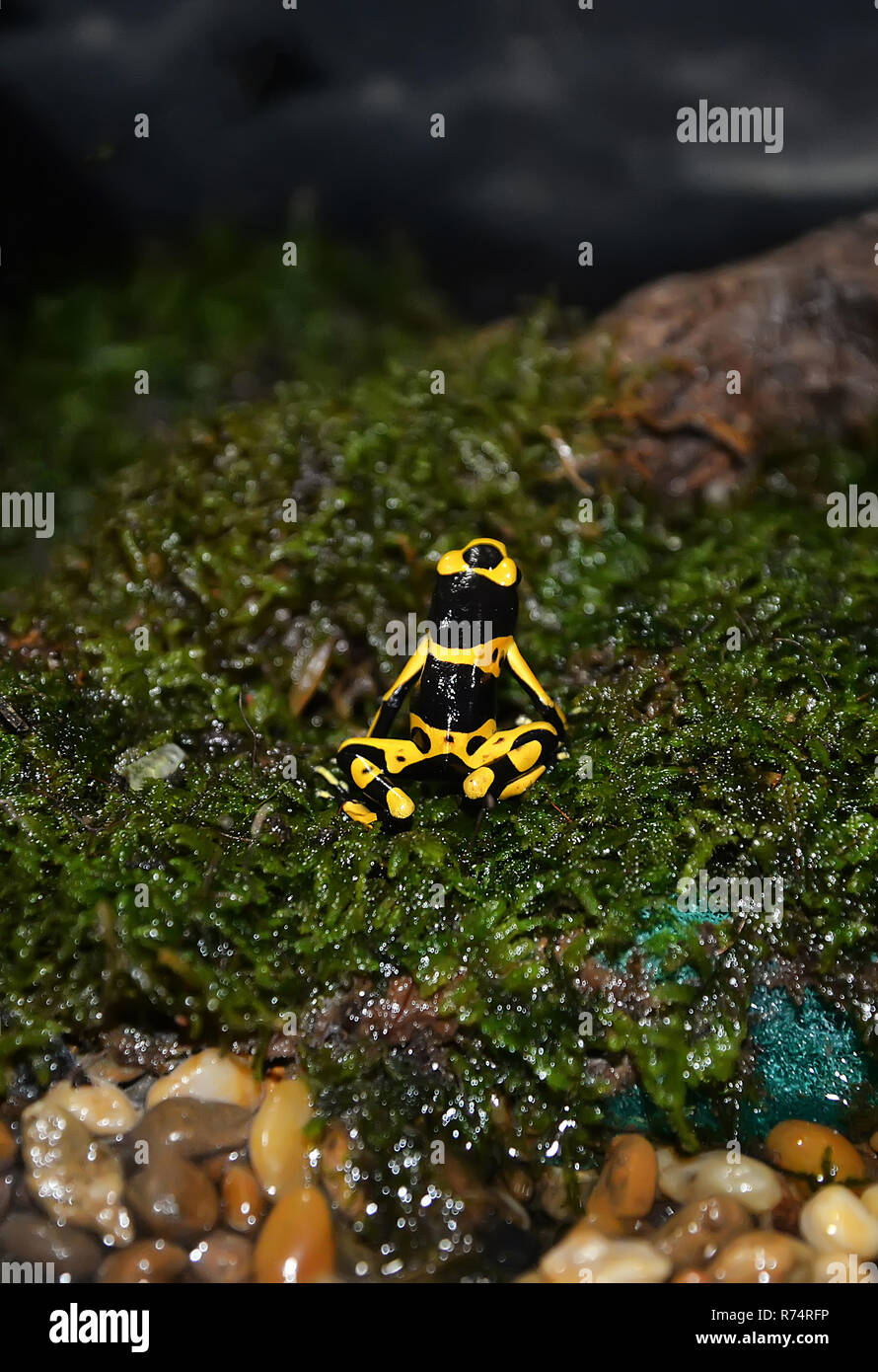 Pfeilgiftfrosch Venom/Gelb gebändert Poison dart Frog - auch Gelb vorangegangen Poison dart Frog und Bumblebee poison dart Standortwahl auf Grün mos bekannt Stockfoto