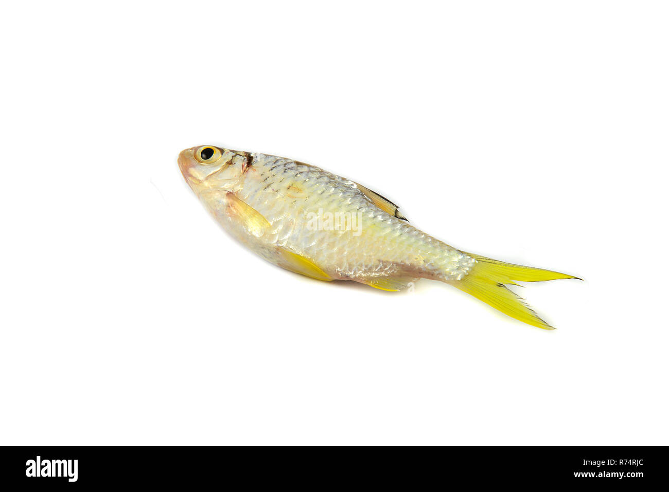 Kleine Fische isoliert/Siam Schlamm karpfen fisch isoliert auf weiss-gelb Schwanz Fisch Stockfoto