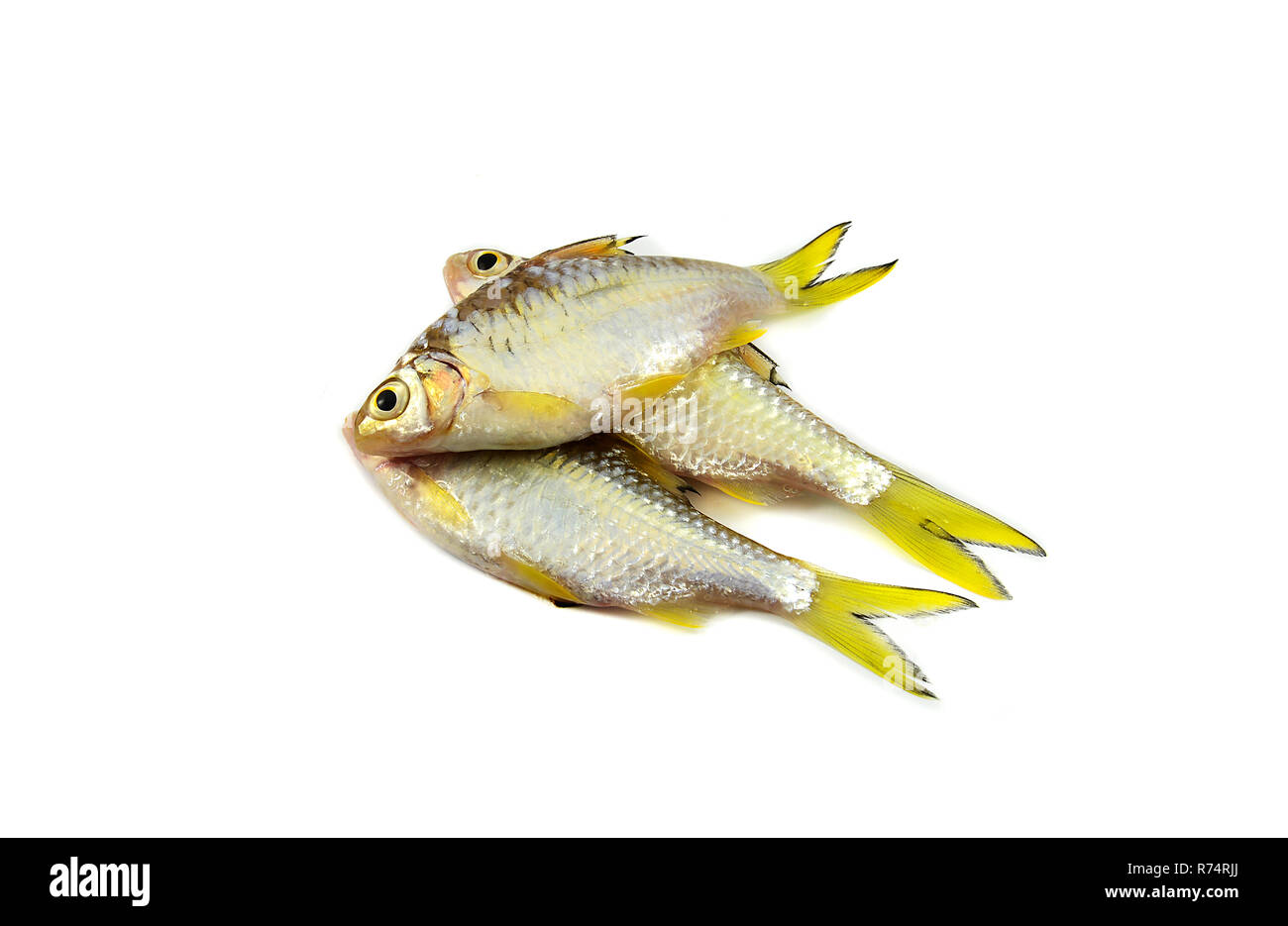 Kleine Fische isoliert/Siam Schlamm karpfen fisch isoliert auf weiss-gelb Schwanz Fisch Stockfoto
