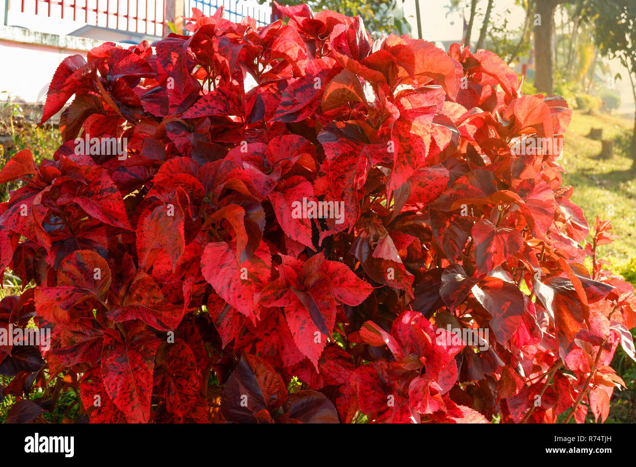 Red Leaf Bush/Zierpflanzen Garten baum Bunte rote Blätter schmücken auf Vorgarten Stockfoto