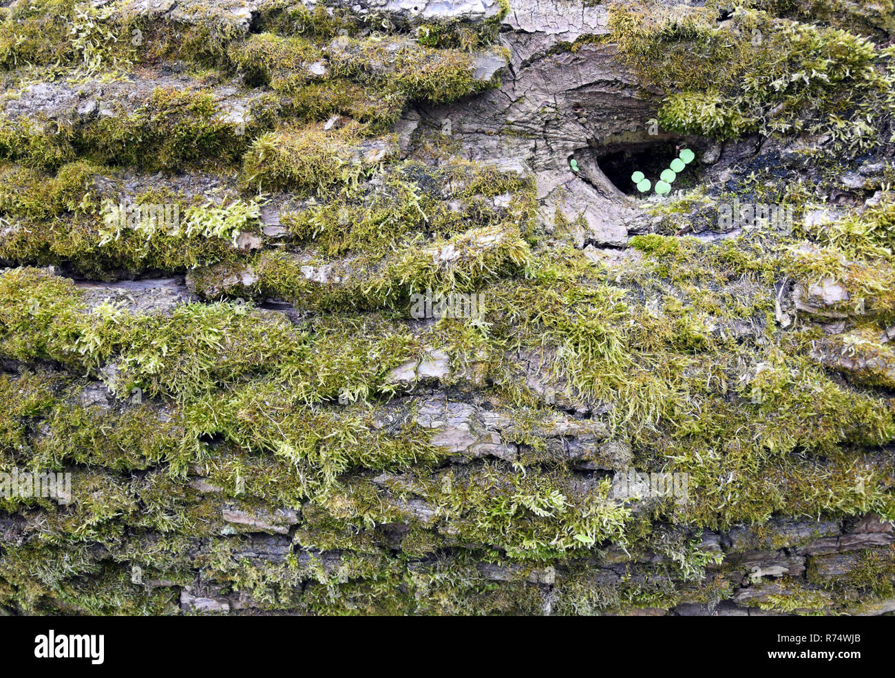 Baumrinde mit Moos und Flechten. Textur. Stockfoto