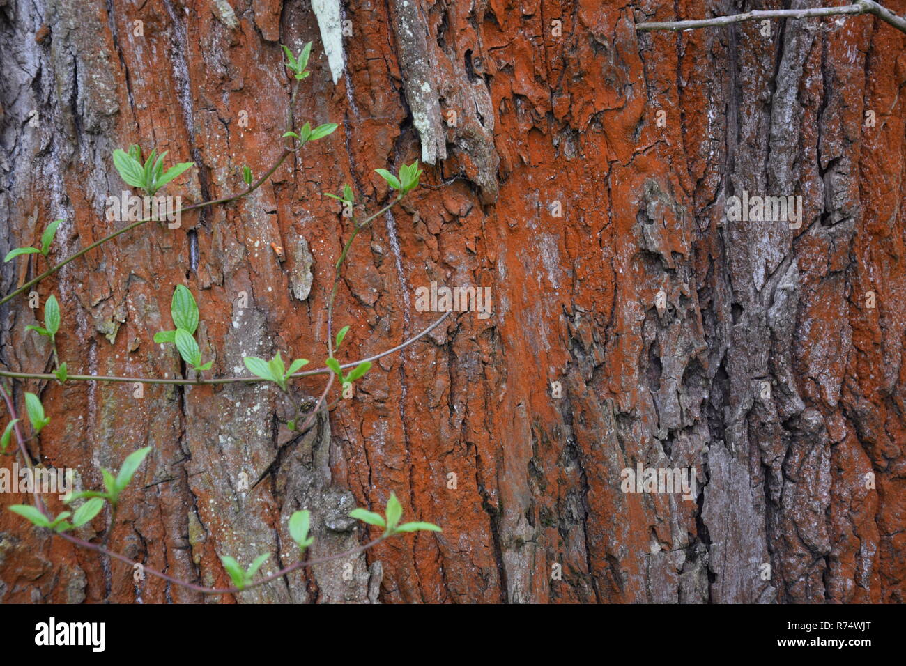 Baumrinde mit roten Flechten und Algen. Textur. Stockfoto