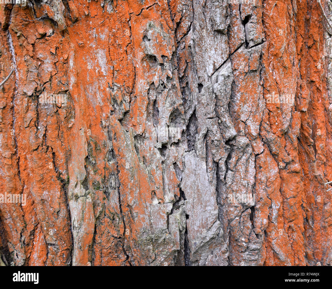 Baumrinde mit roten Flechten und Algen. Textur. Stockfoto