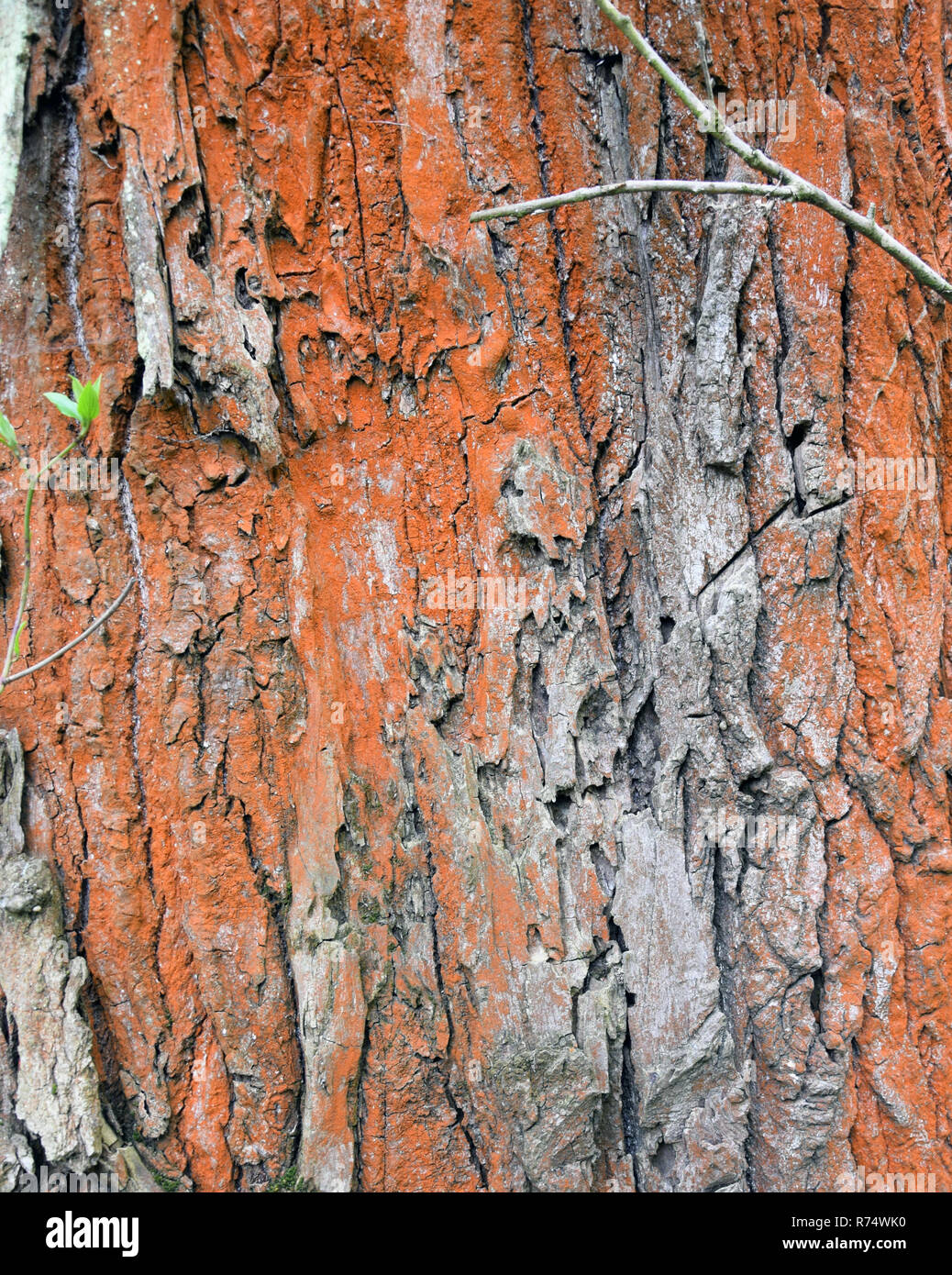 Baumrinde mit roten Flechten und Algen. Textur. Stockfoto